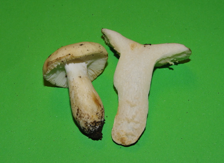 Russula misteriosa...